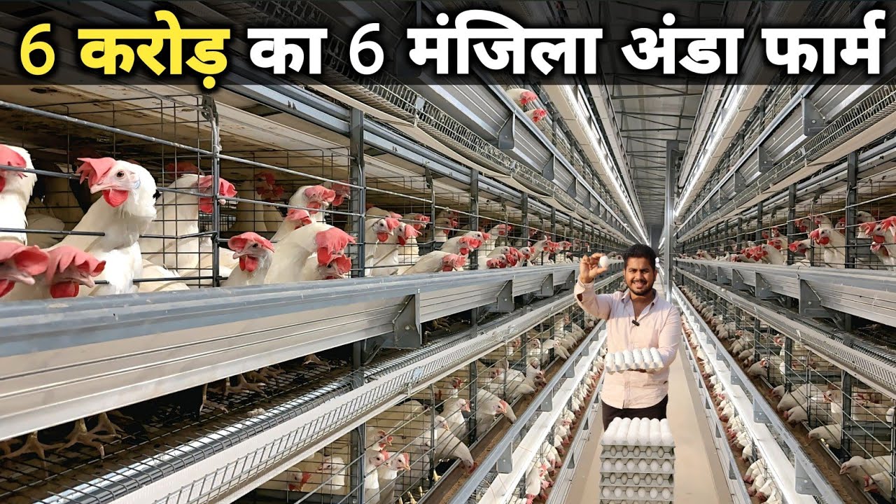 इस पोल्ट्री फार्म पर 95 हजार अंडे 🥚 आते हैं रोज | 1 lakh Capacity Fully Automatic Layer Poultry Farm