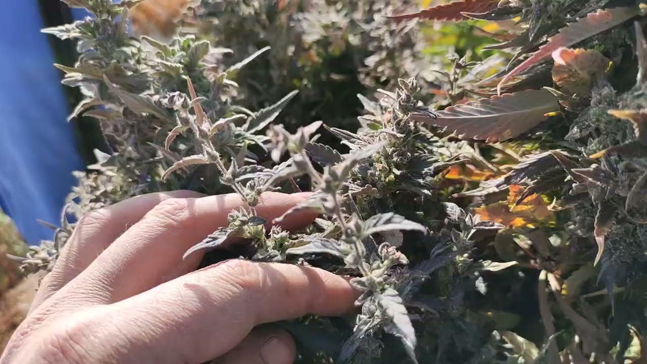 A plant with small leaves . #usa #uk #germany #thailand #landrace 