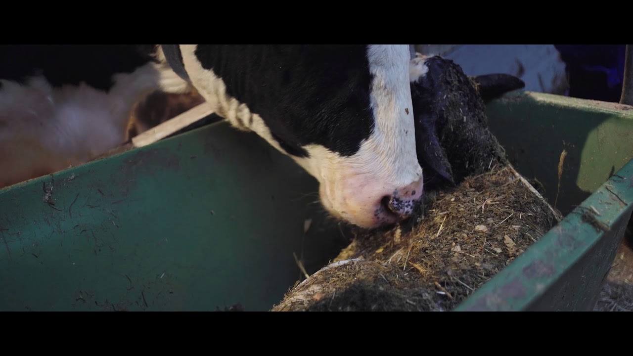 Stimulate feed intake immediately after calving with the cuddle box for calves
