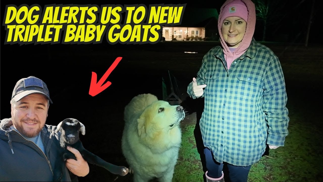 GUARD DOG ALERTS US TO HELPLESS NEWBORN TRIPLET BABY GOATS CAUGHT ON GOOGLE NEST CAM