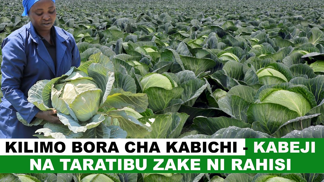 KILIMO BORA CHA KABICHI NA TARATIBU ZAKE  II  KILIMO BIASHARA