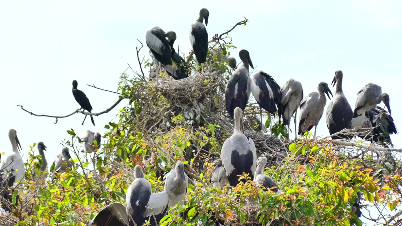AMAZING LIFE OF BIRDS Wildlife Documentary 0013