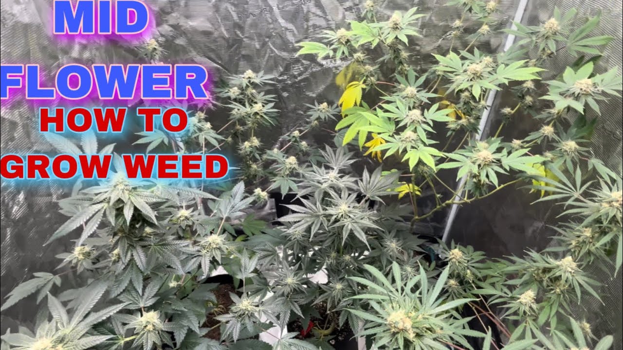 HOW to GROW WEED mid FLOWER