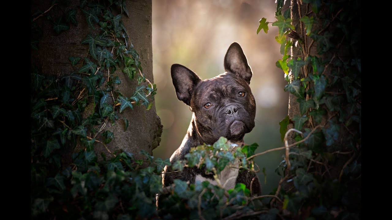 Warm, in-depth dog portrait edit in Photoshop using Fur Babies actions