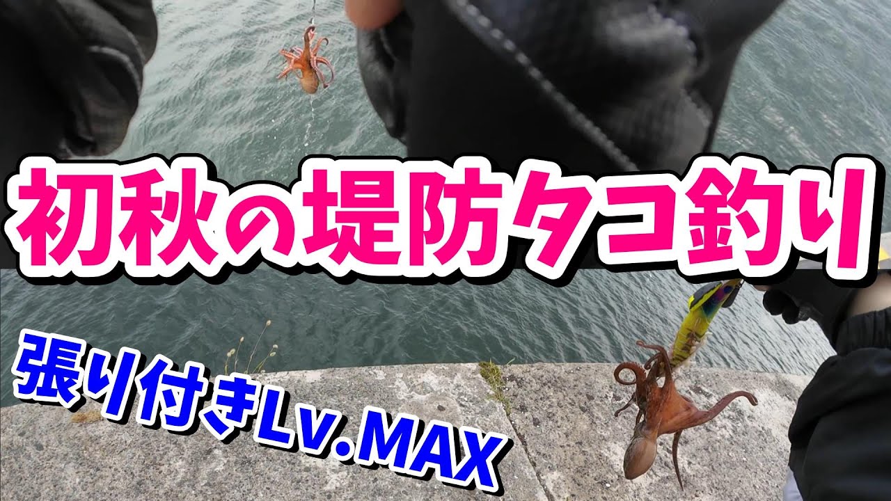 【堤防タコ釣り】これも神対応？ある意味泣いた…初秋のタコ釣り