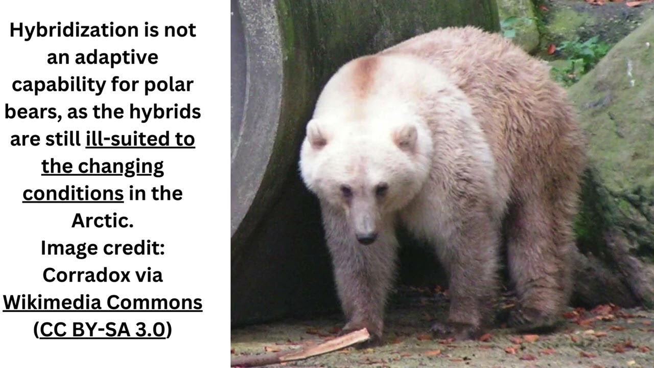 Grolar Bear Hybrids Are &ldquo;Extremely Rare&rdquo;, With Just 8 Confirmed Individuals