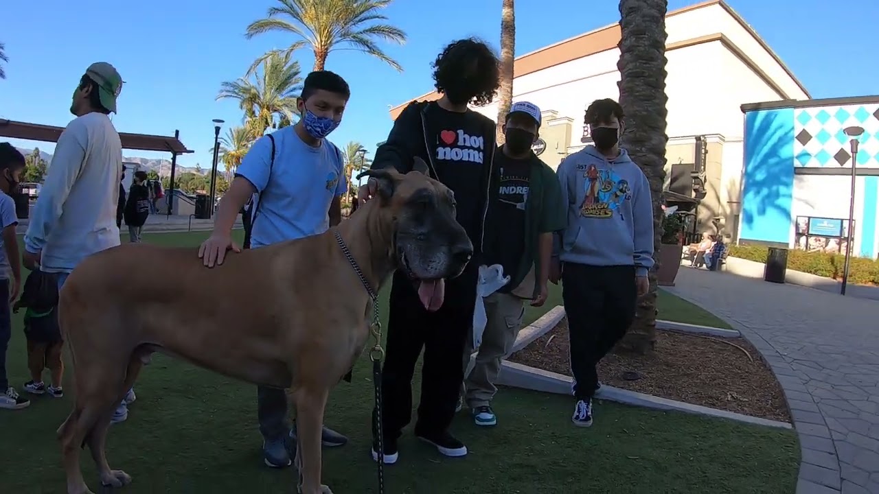 Cash 2.0 Great Dane visits an indoor shopping mall 13 (outside area)