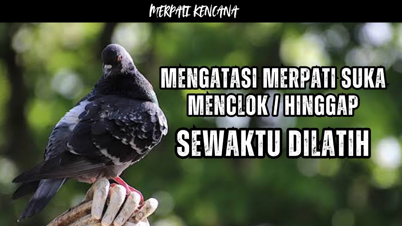 CARA MENGATASI MERPATI SUKA MENCLOK ATAU HINGGAP DI POHON