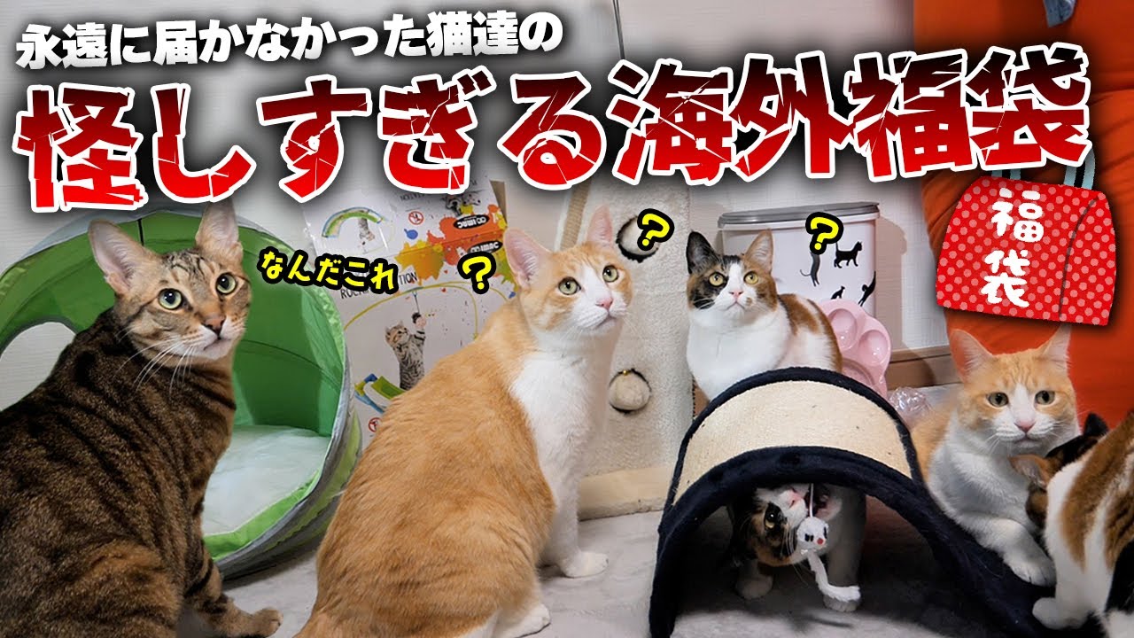 海外から届いた怪しすぎる猫用福袋を開封したら中身がヤバすぎました…【なんだこれ】