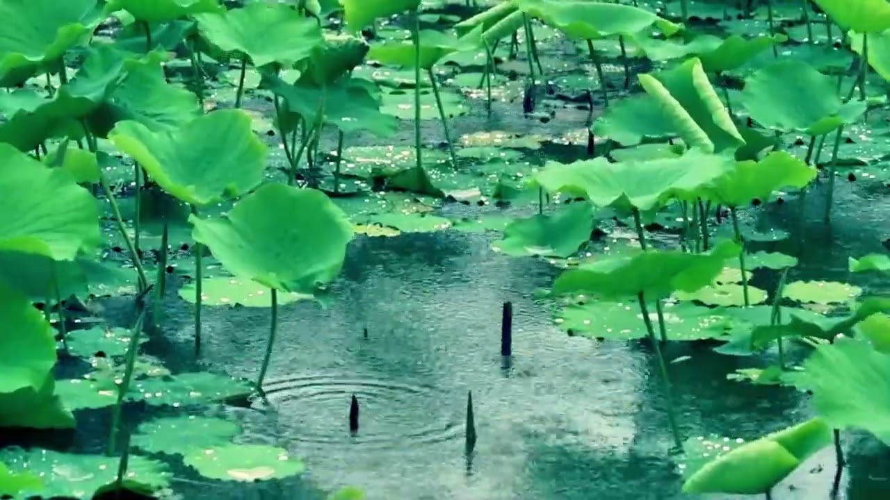 Raindrops fall on the lotus leaves, listening to the sound of rain makes people feel comfortable