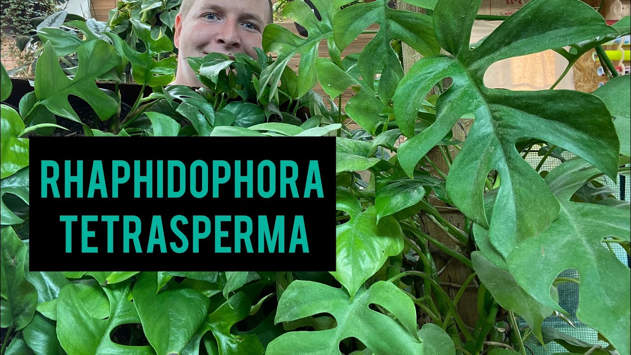 Rhaphidophora Tetrasperma | Debunking the myth!