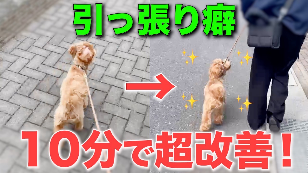 散歩中の引っ張りを最短最速で治す3STEP【永久保存版】