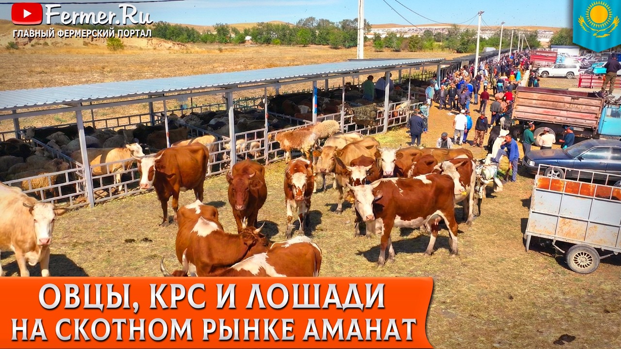 Крупнейший скотный рынок Алматинской области Аманат. Мал базар в Узынагаше. КРС, МРС, лошади и дыни!