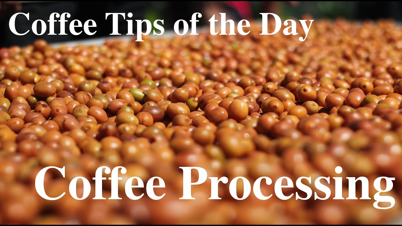 What is Coffee Processing?