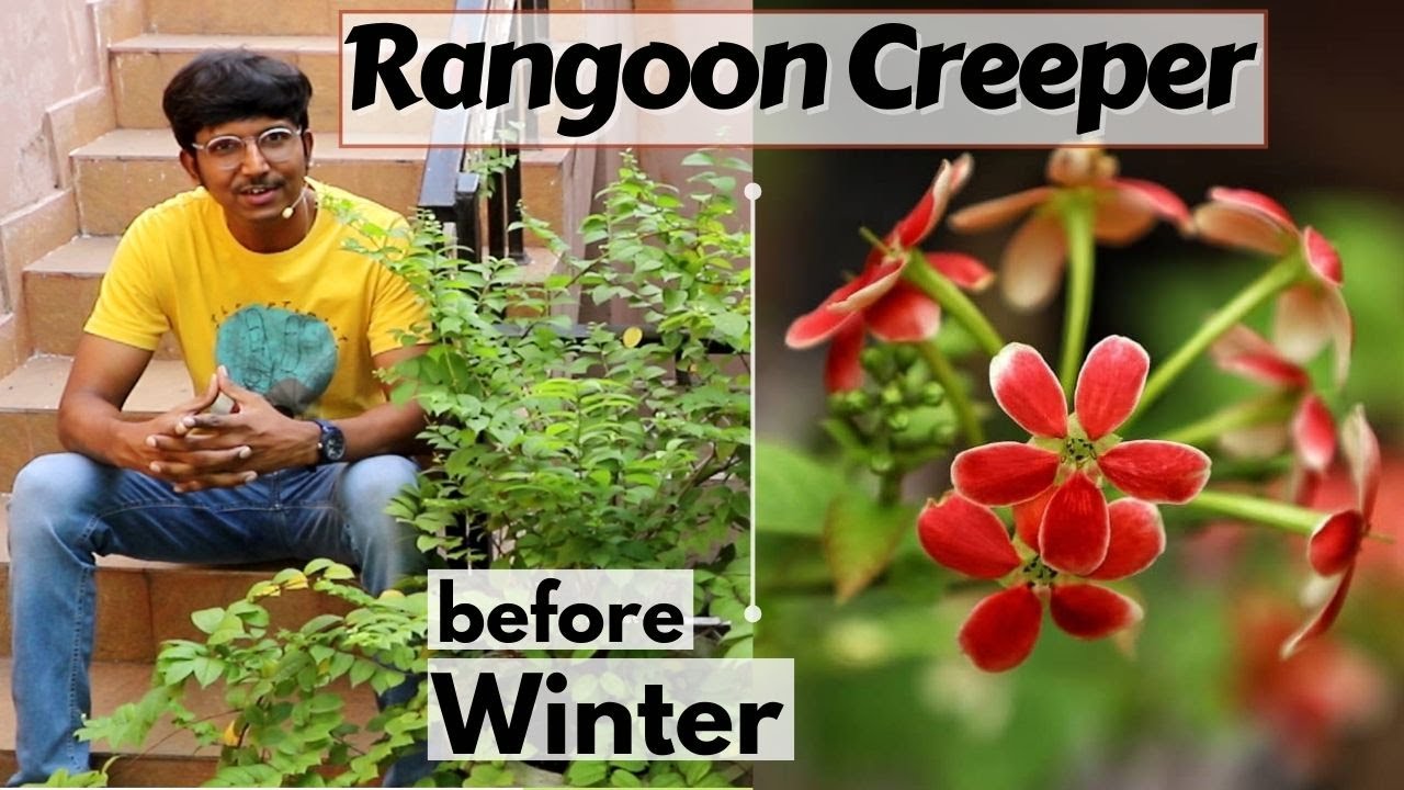 Rangoon Creeper (मधुमालती) - before Winter - Pruning of Rangoon creeper - Combretum indicum