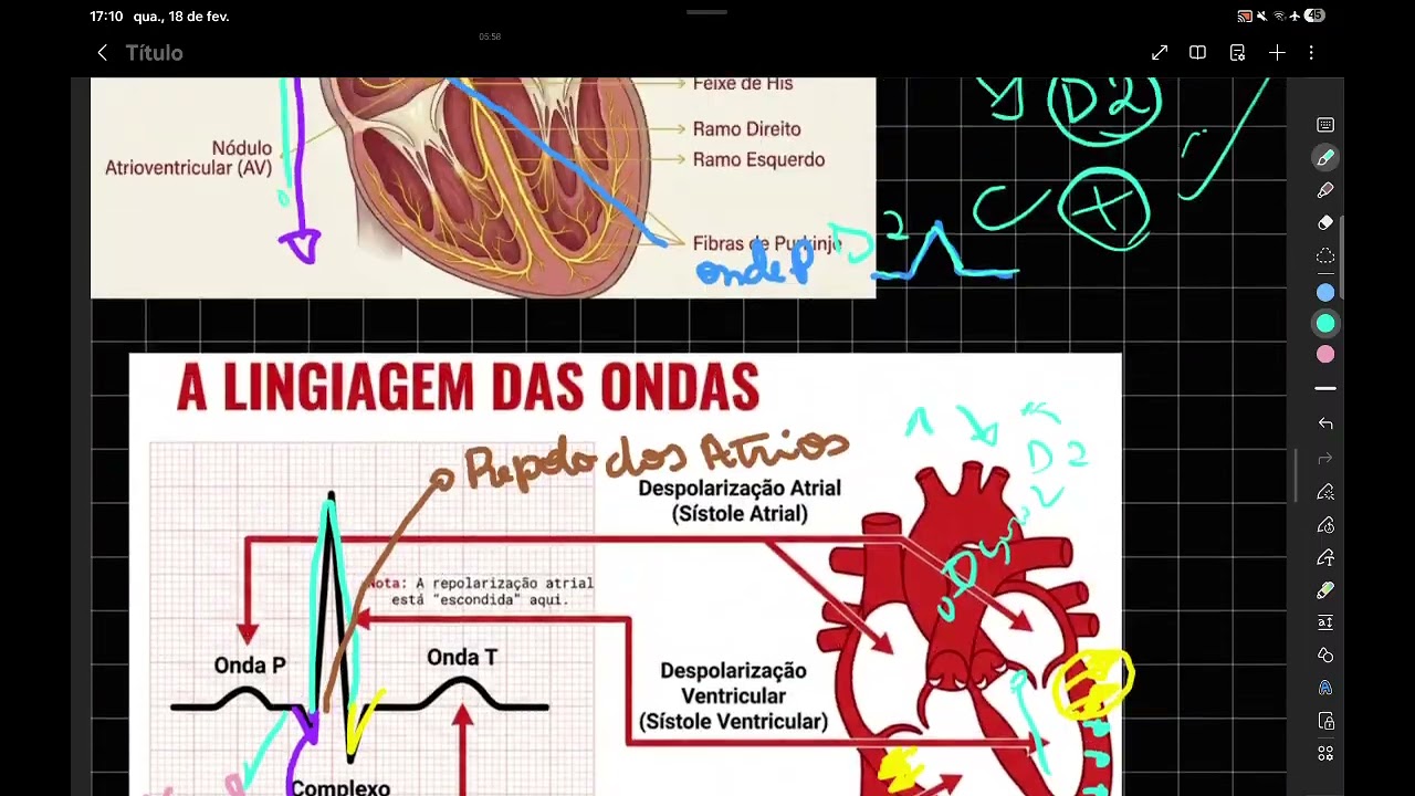 ECG PARTE 3 SENTIDOS DAS ONDAS 