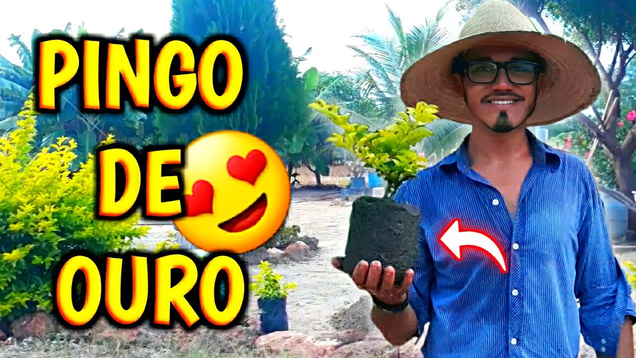 COMO FAZER mudas de PINGO DE OURO ✅simples e fácil✅