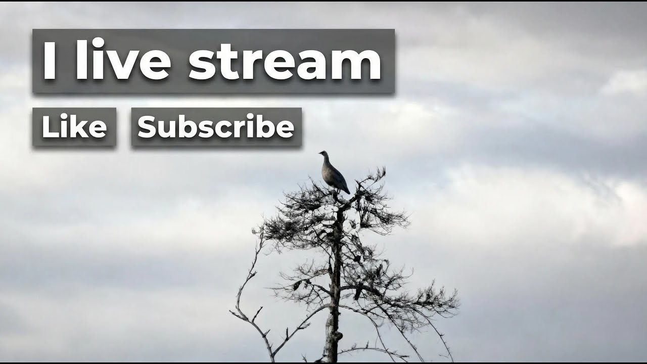 Pusc to 7000 subscribers (Live sub Counter