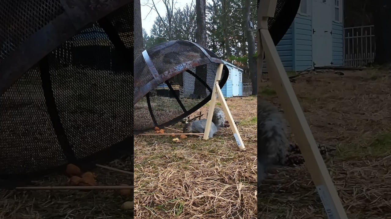 squirrel trap homemade