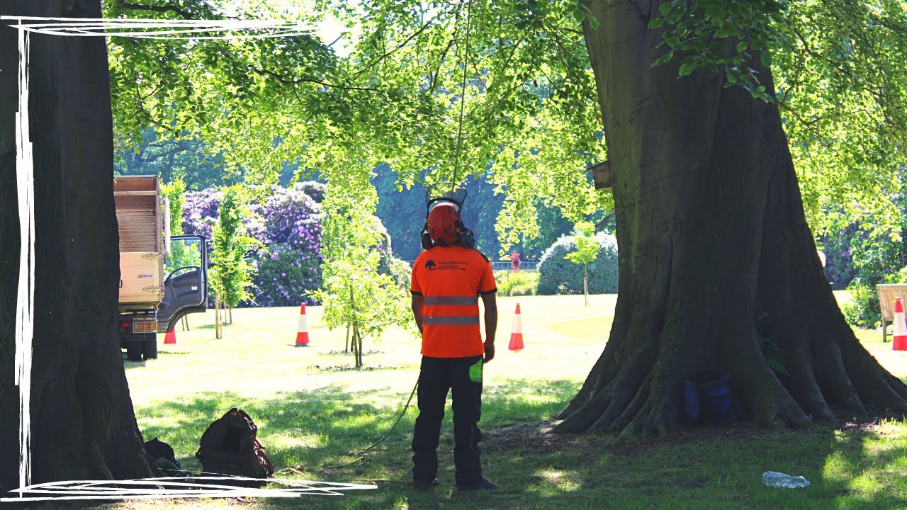 Two Man Beech Reduction [UK Tree Climbing]