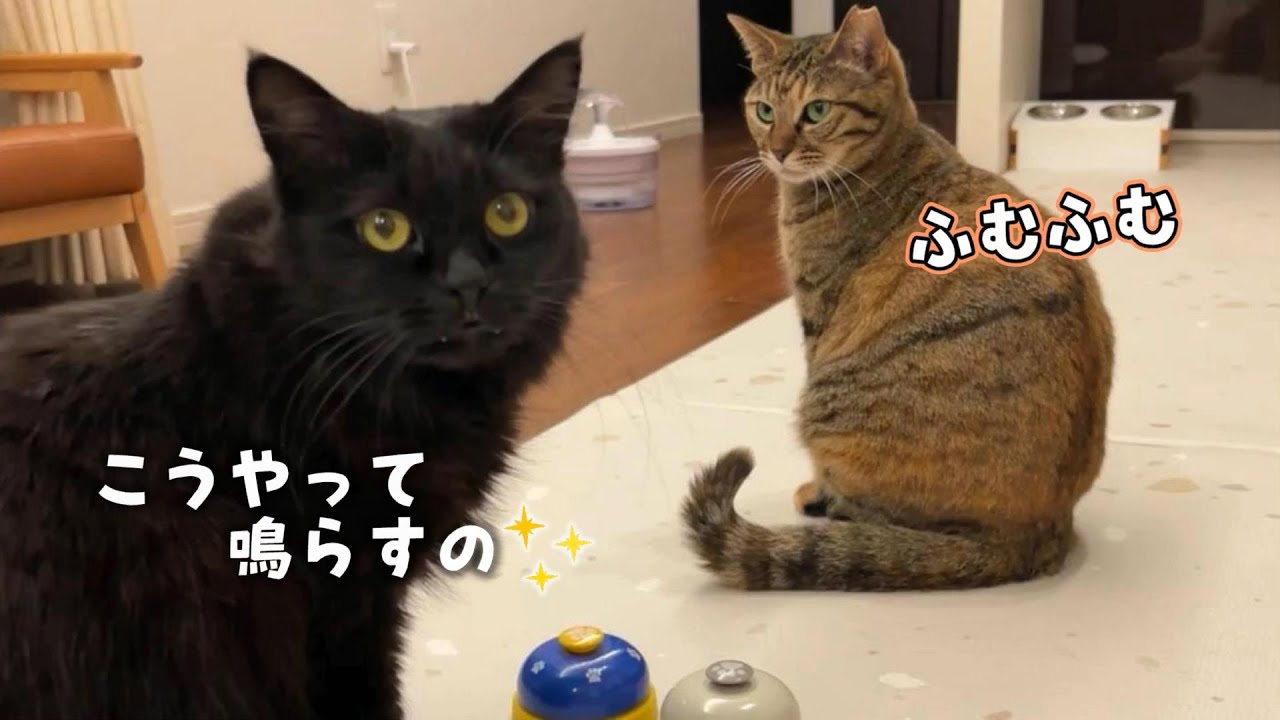 妹のりんちゃんにおもちゃの遊び方を教える賢い姉猫モカ