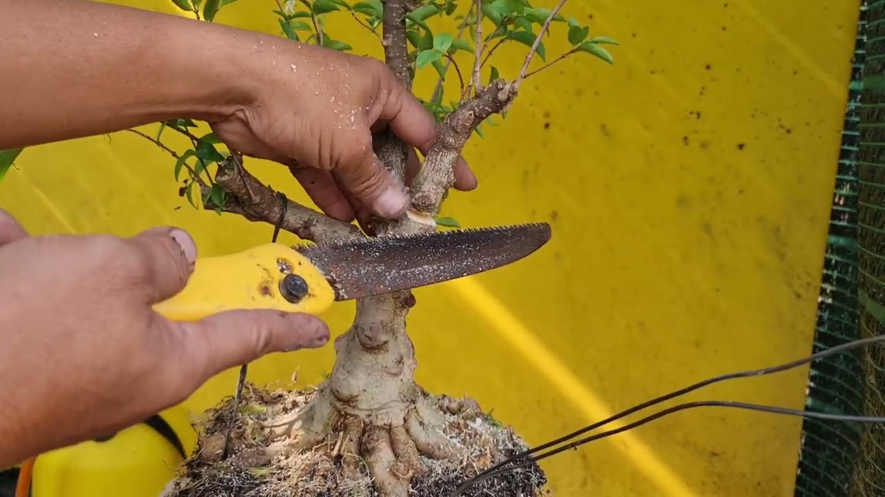 Cách tạo dáng cho cây có nhánh quá to | Bonsai và sáng tạo