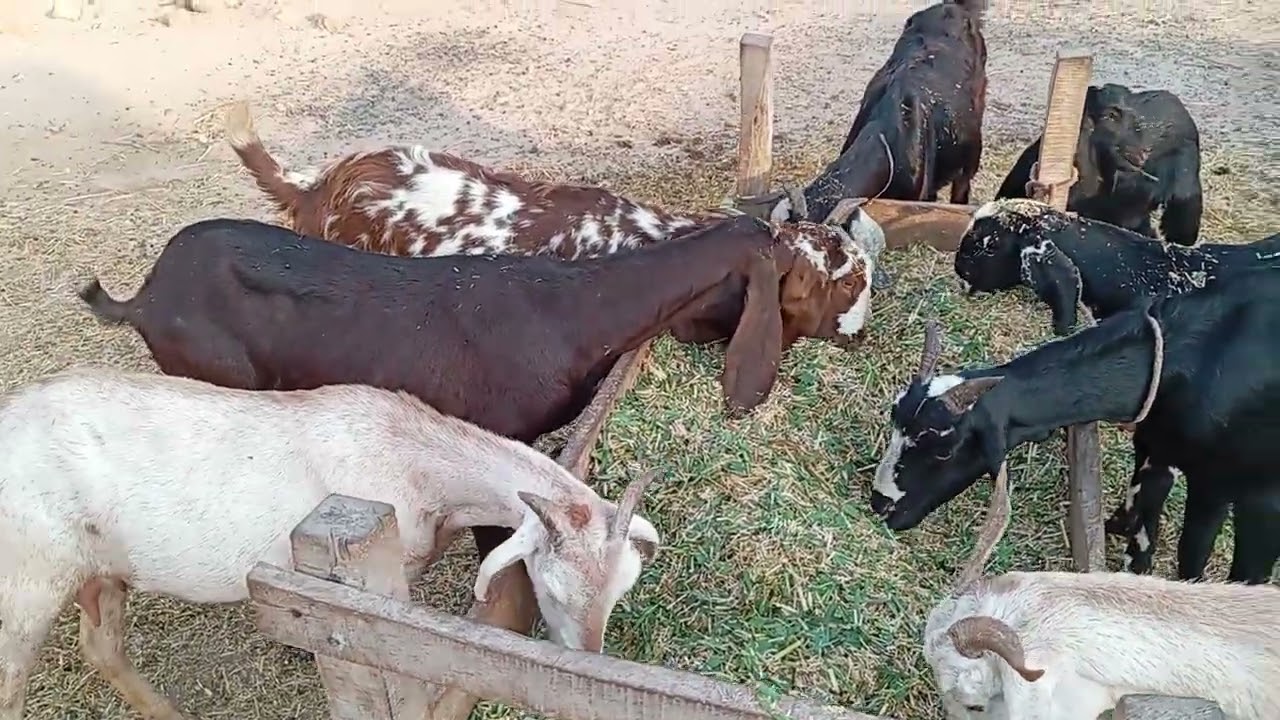 Zohan khan 🐐🐐🐐🐐