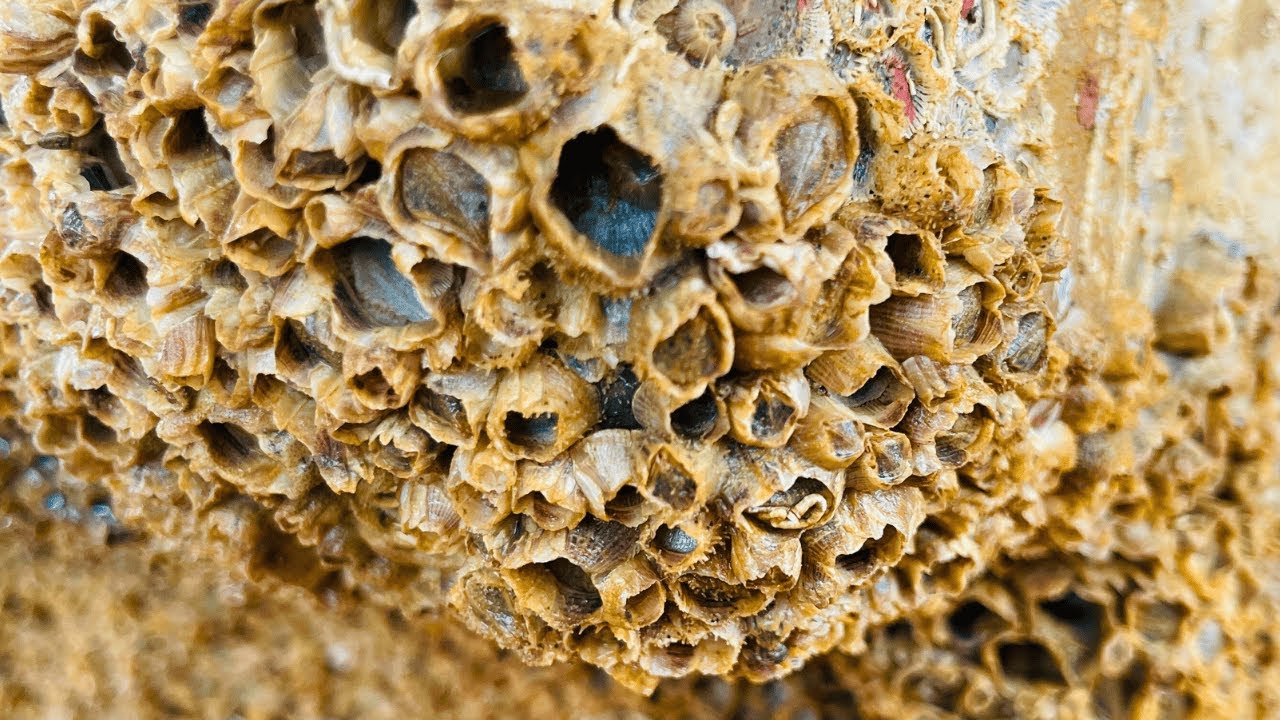 Insanely Satisfying Barnacle Removal | Real ASMR to Tingle Your Brain
