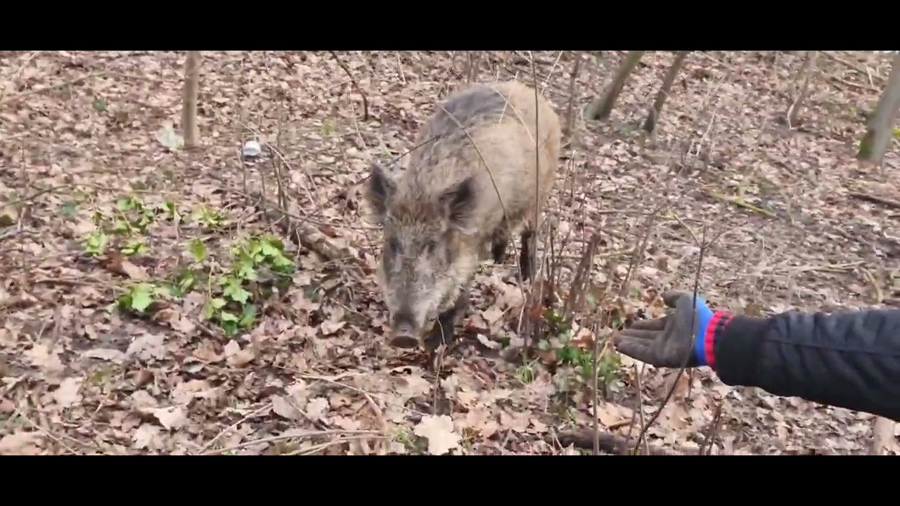 Atak Dzików niewiele brakowało.