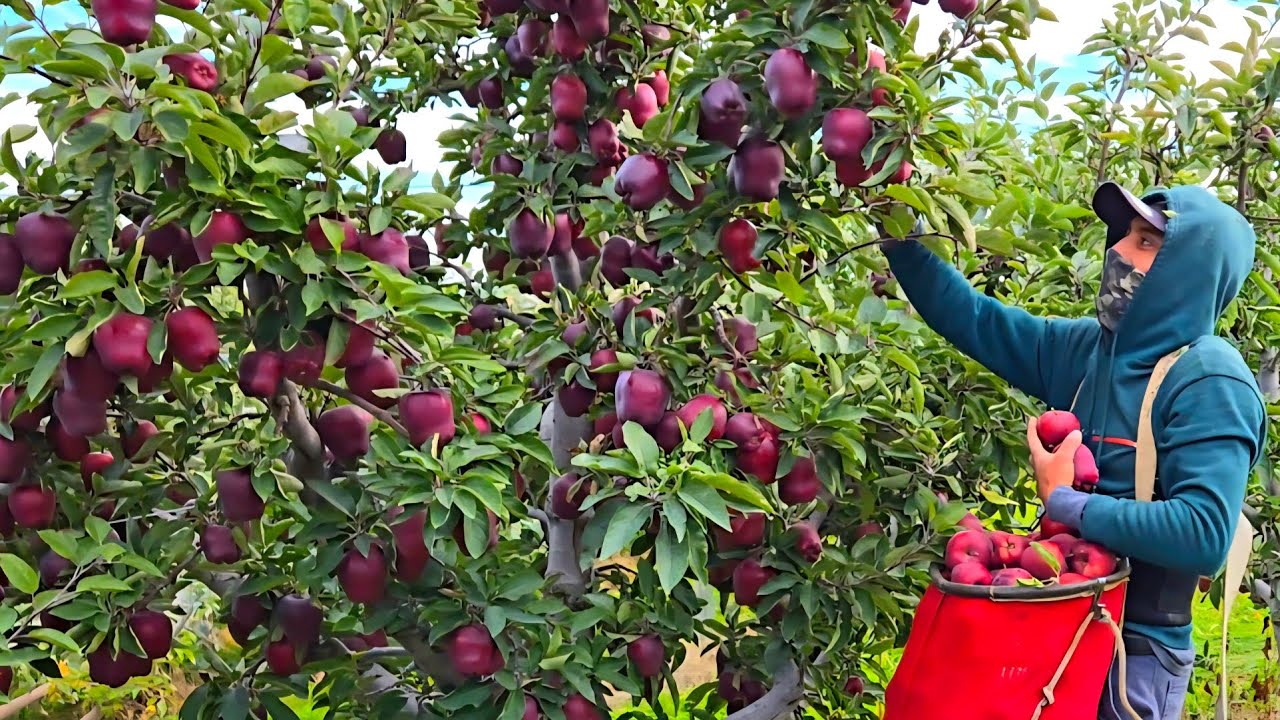 MOZT AMAZING  APPLE FARM 