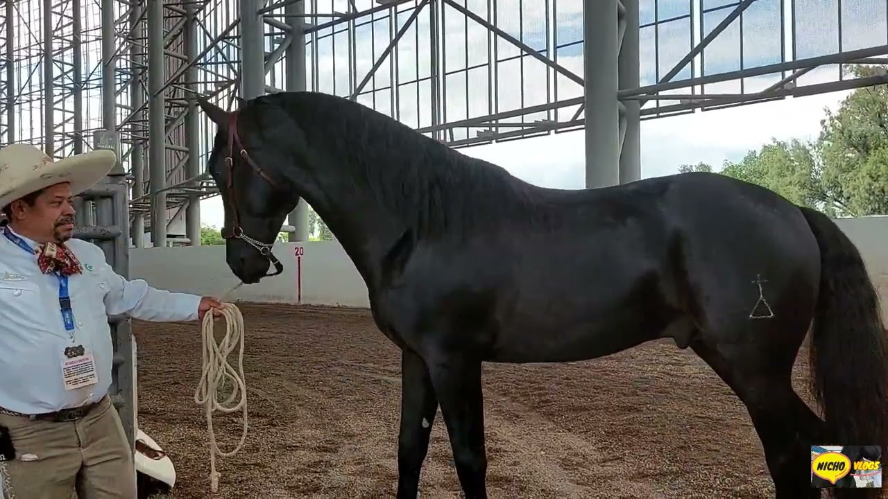 CABALLOS DE ORO-CABALLOS AZTECAS DE GRAN PORTE Y BELLEZA INCREIBLE-FESTIVAL EL CABALLO Y SU MUNDO.