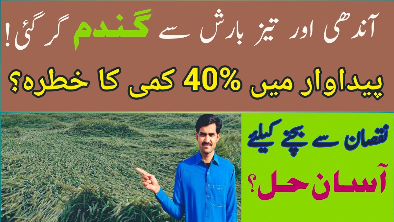 Wheat lodging problem and its solution | گندم گر گئی پیداوار میں کمی کو کیسے بچائیں؟