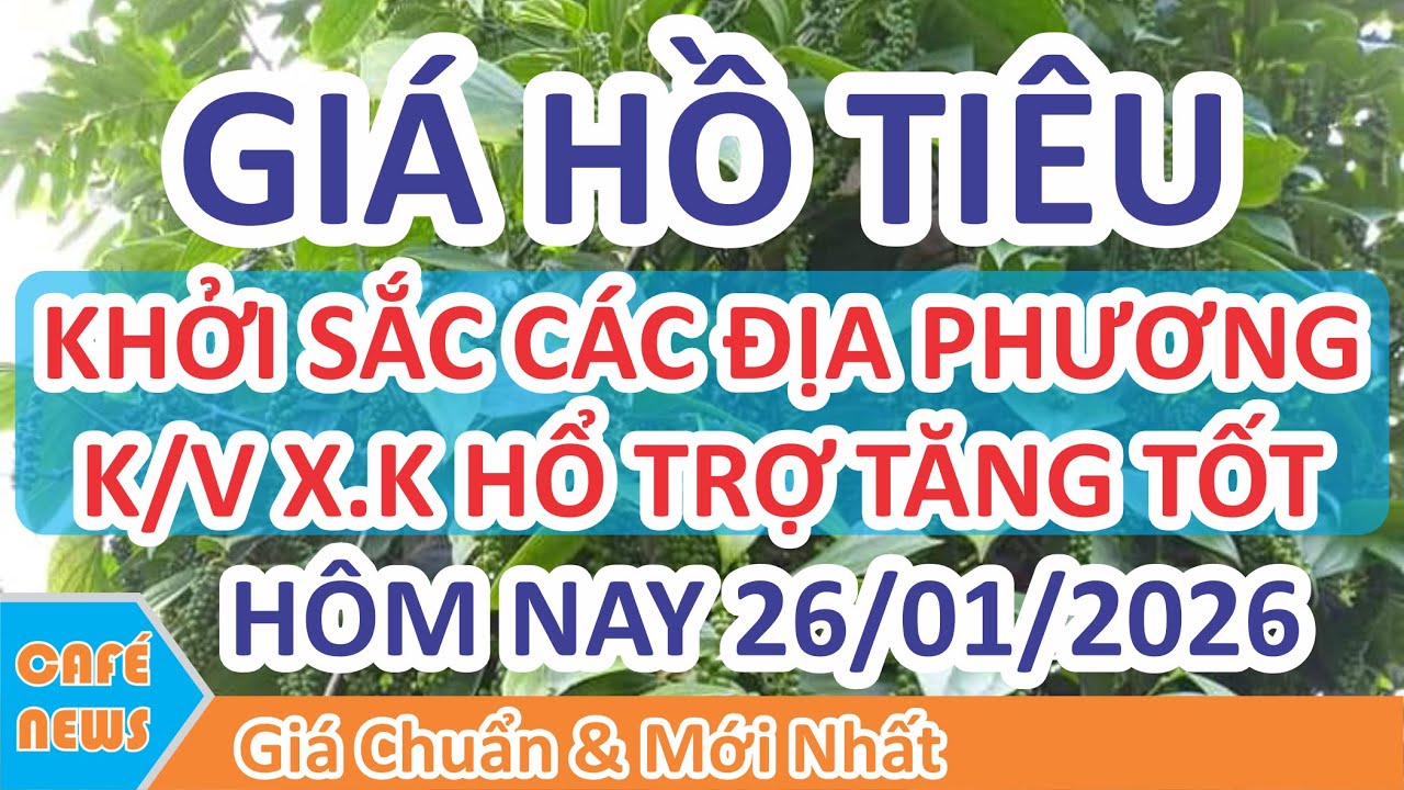 Giá hồ tiêu hôm nay ngày 26/01/2026 | Giá Tiêu Khởi Sắc Các Địa Phương XK Hổ Trợ Tăng Tốt