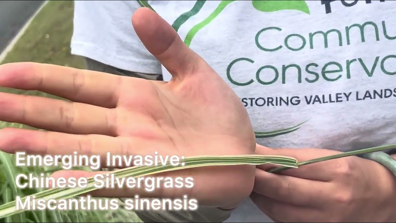 Invasive Species Identification: Chinese Silvergrass