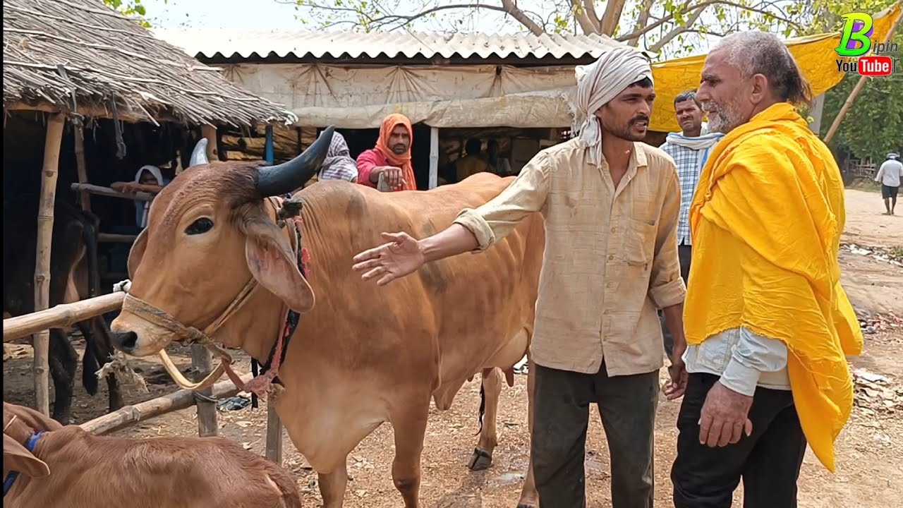 बिहार के इस मेला मंडी मे दुनियाभर की गाय मिल रही है सस्ते दाम मे | Cow Mandi in Bihar | Chausa Mandi