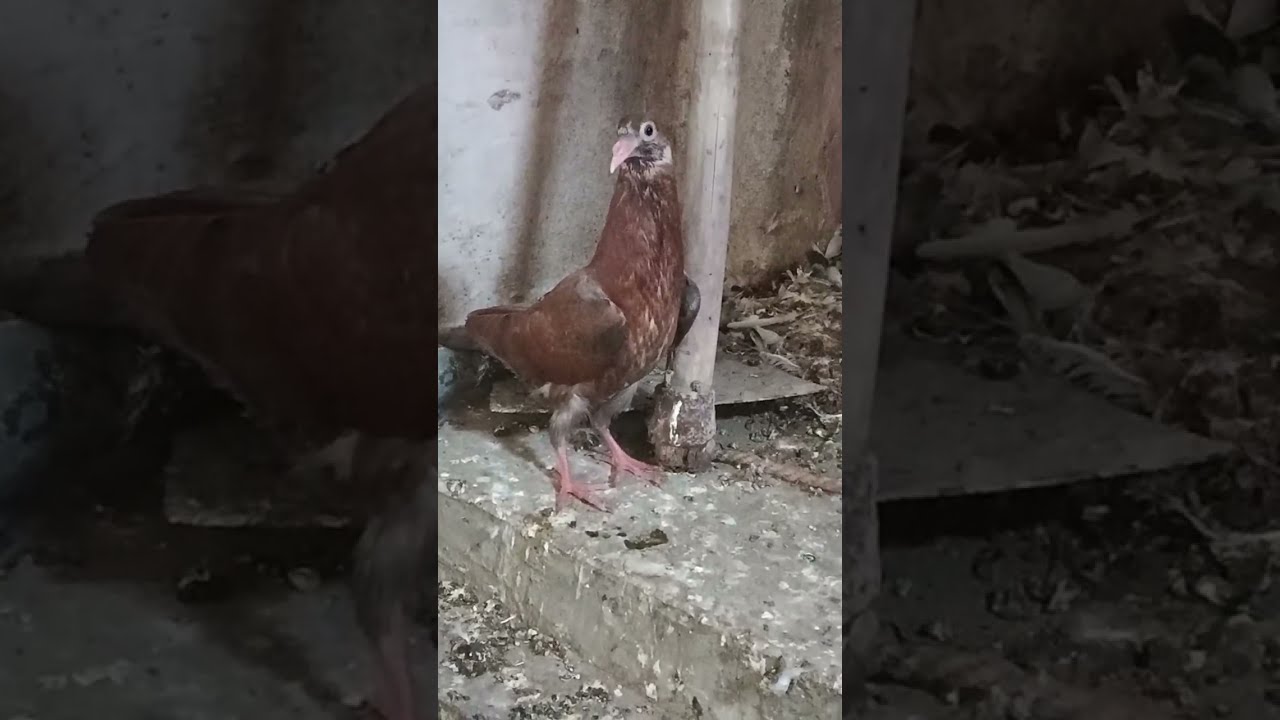 Aa jao mere sath live pigeon lovers ❤️