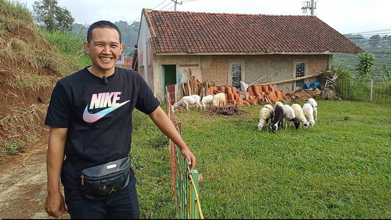 BIBIT DARAAN BIG DOMBA GARUT KE CIKAKAK, PELABUHANRATU SUKABUMI
