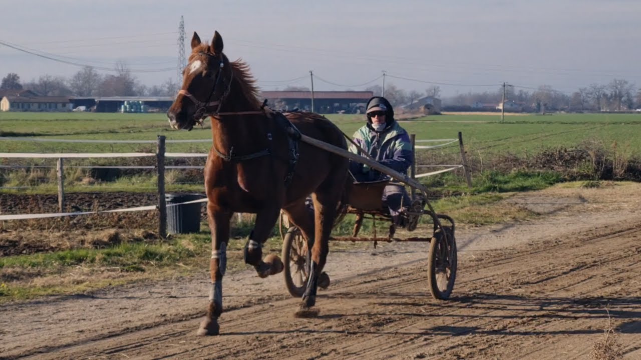 Loïc Broust - Entraineur de Trotteurs