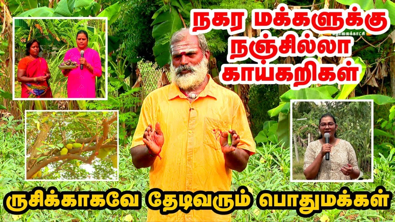 நஞ்சில்லா அரிய வகை காய்கறிகள் | இதை சாப்பிட்டே இருக்க மாட்டிங்க | Rare Varieties Vegetable Harvest