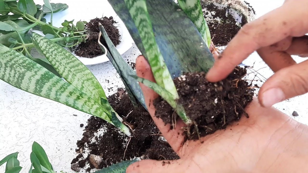 YAPRAĞINDAN KILIÇ ÇİÇEĞİ ÇOĞALTMAK.Paşa kılıcı çiçeği Yaprağından çoğaltılır,mı ?
