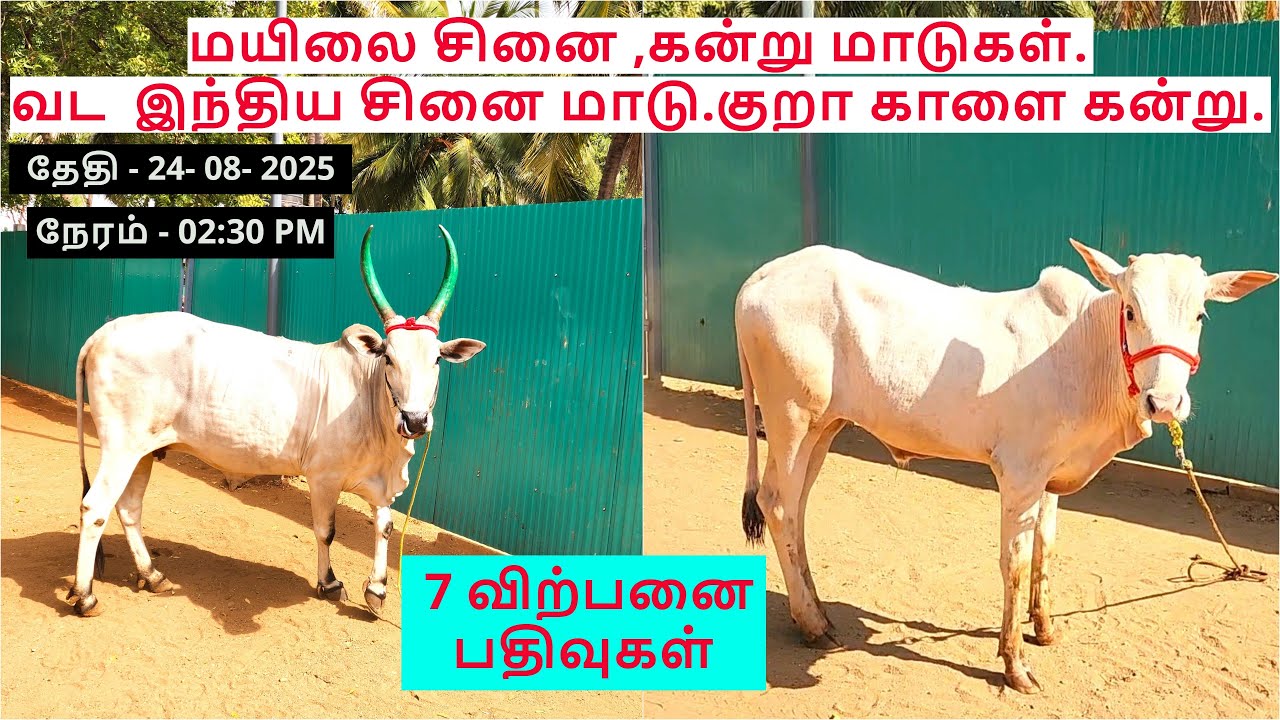 7-விற்பனை பதிவுகள்.மயிலை சினை ,கன்று மாடுகள்.வட  இந்திய சினை மாடு.குறா காளை கன்று