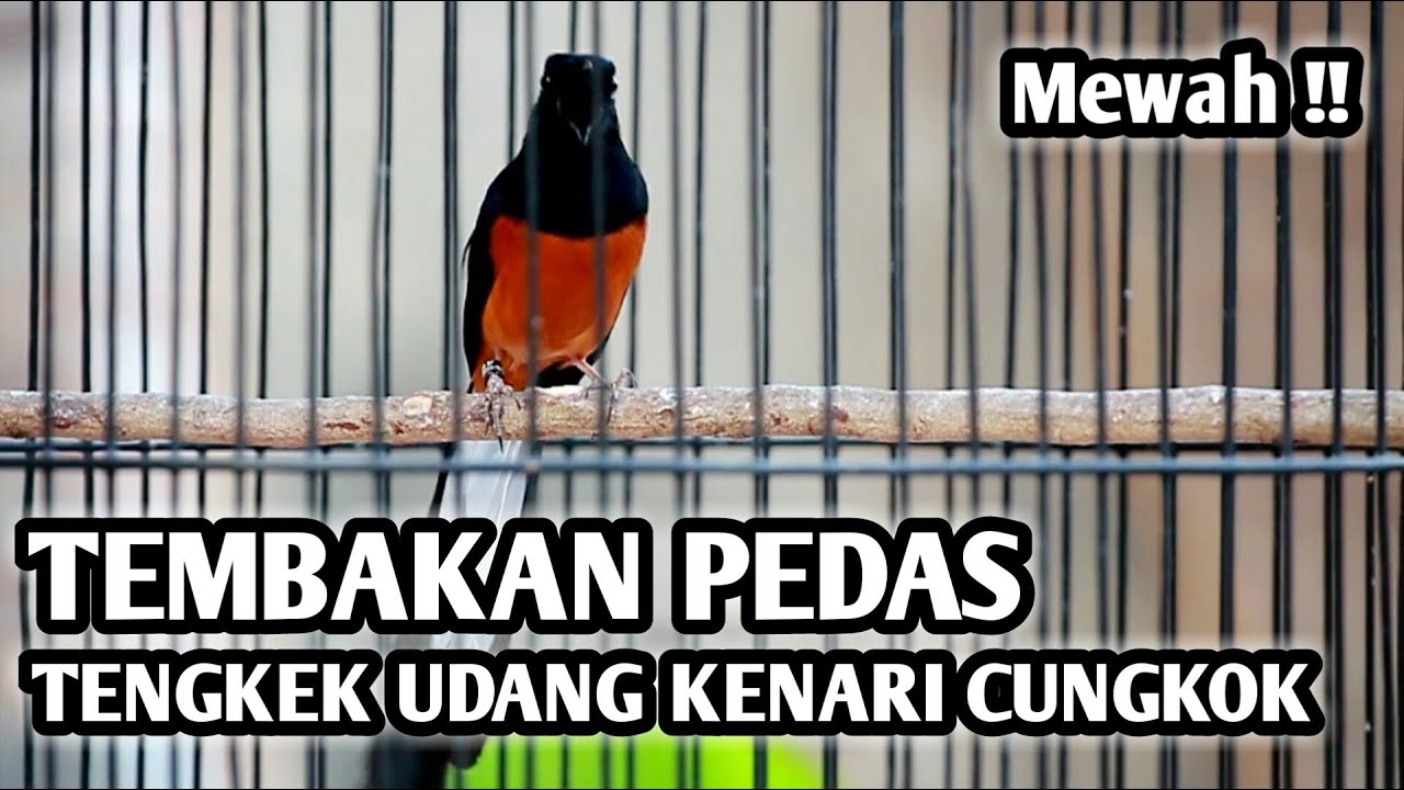 MURAI BATU MEDAN GACOR FULL ISIAN TEMBAKAN PEDAS, ISIAN TENGKEK UDANG KENARI CUCAK CUNGKOK