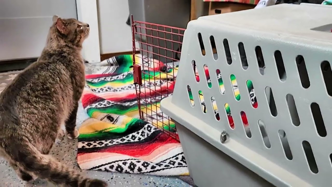 Stray Cat Gets Adopted Part 2
