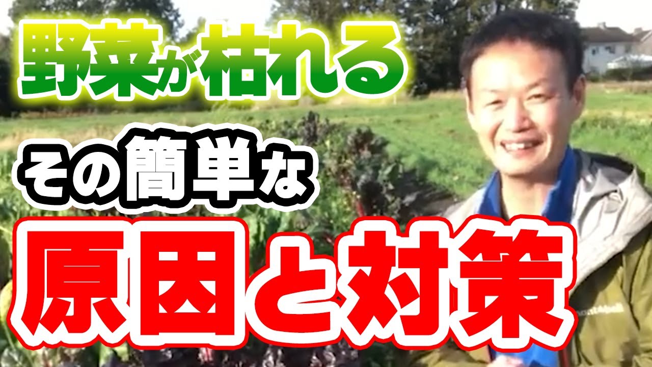 【68】野菜が枯れる原因と対策／【質問】赤土は黒土に変わる？
