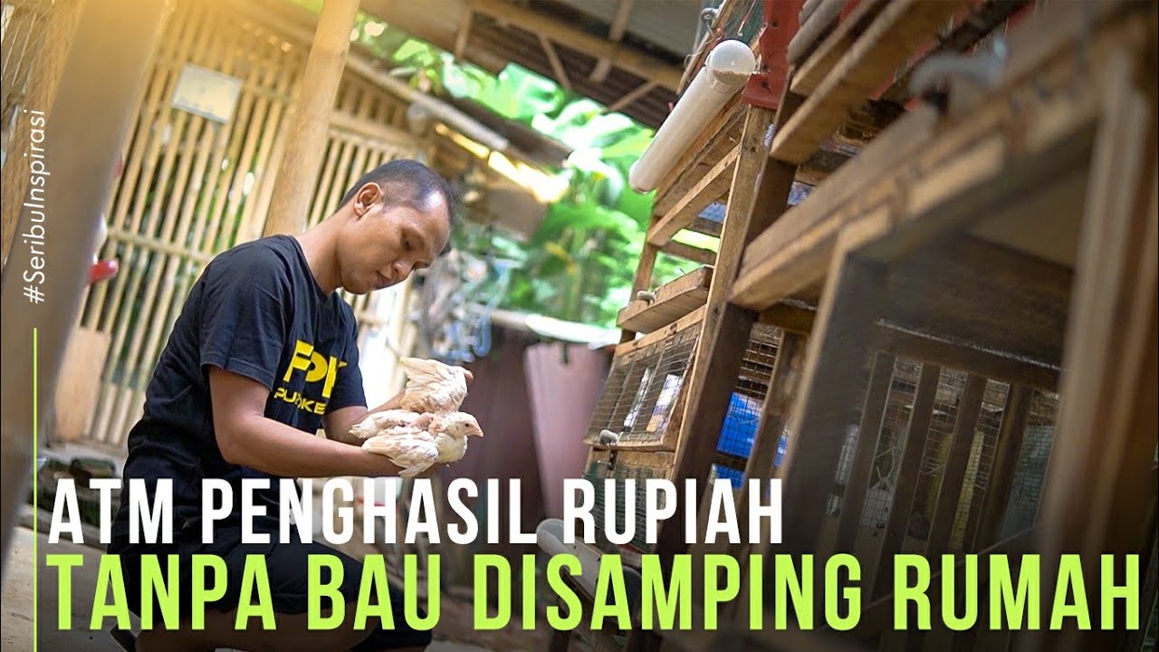 TERNAK AYAM KAMPUNG PETELUR LEBIH UNTUNG, TANPA BAU DI LAHAN SEMPIT RUMAHAN