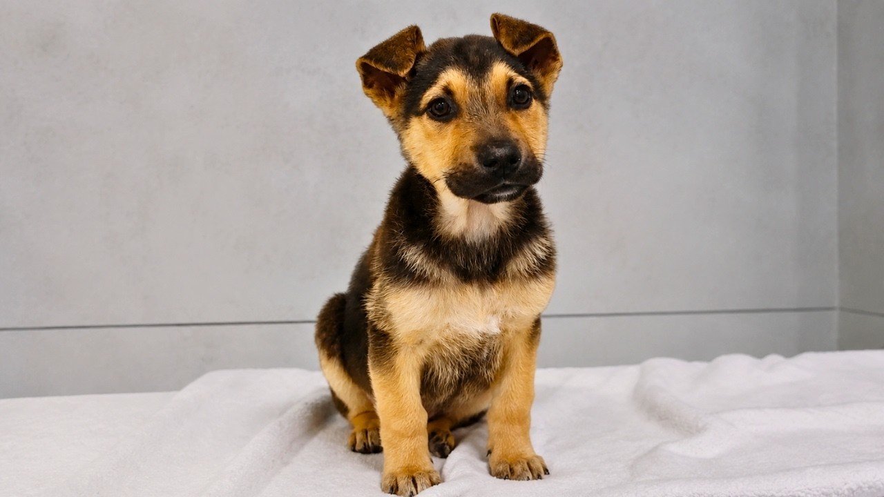 Abandoned German Shepherd Puppy was Left For Dead Until This Happened