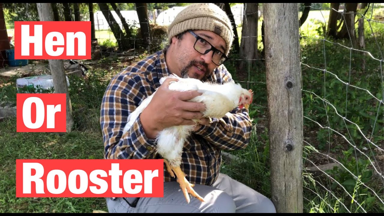Is it A Hen or Rooster (Chicken 6 Weeks Old) | Homesteading With Black-Tinos