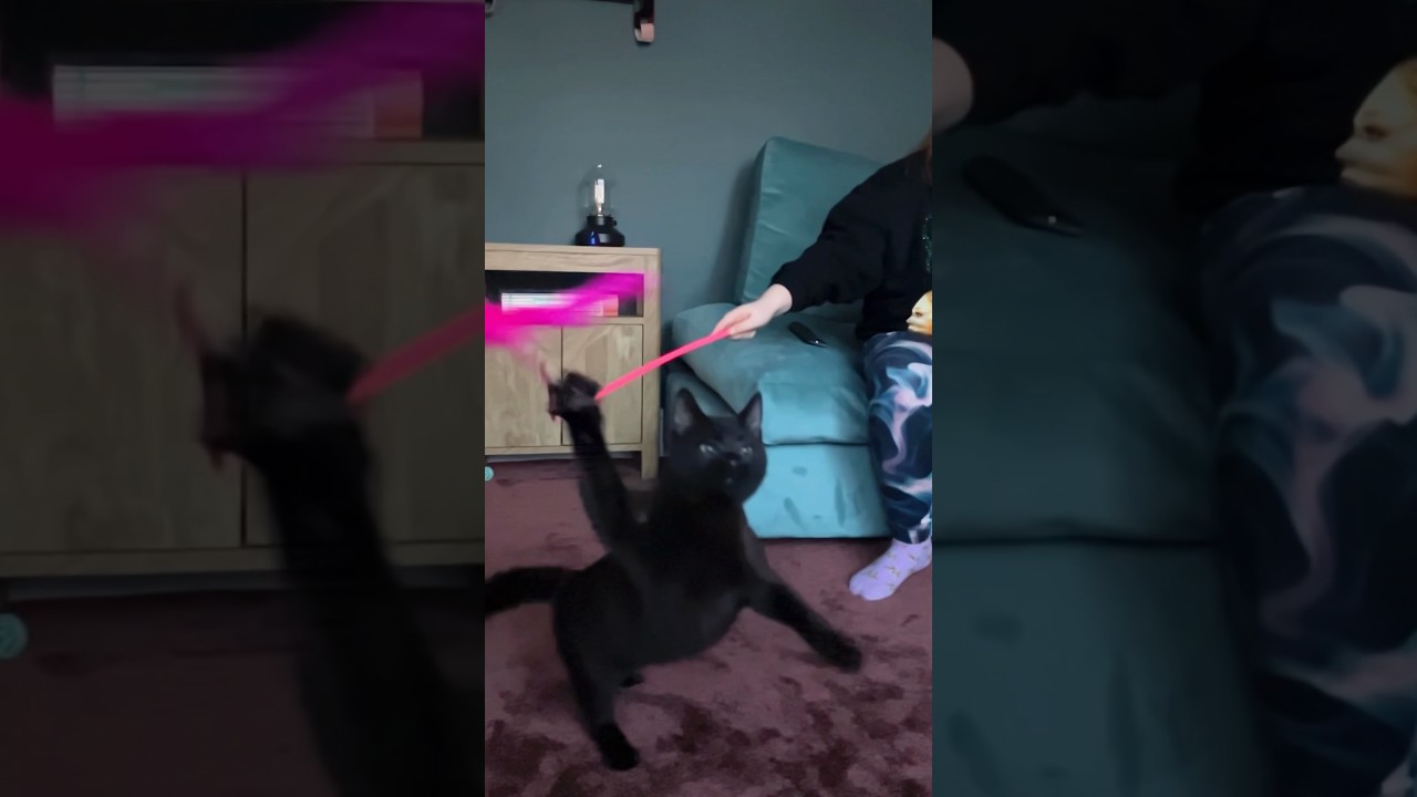Merlin the Kitten gets jumping. 