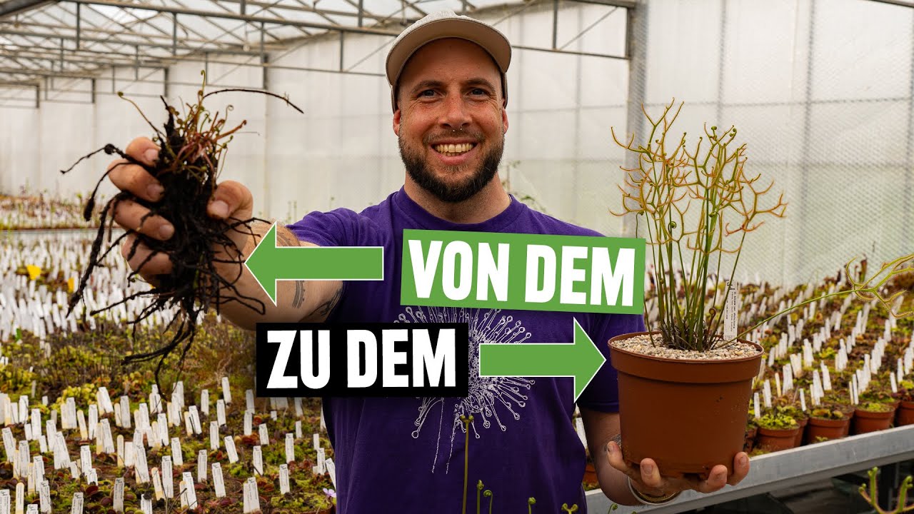 #252 Vermehrung von Drosera binata - so einfach geht´s