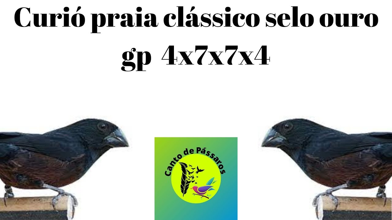 Curió praia clássico selo ouro gp  4x7x7x4